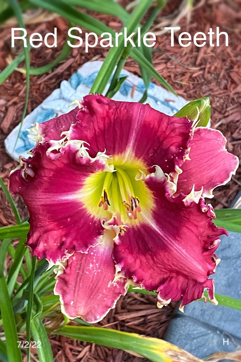Red Sparkle Teeth from Graceful Petals Daylilies