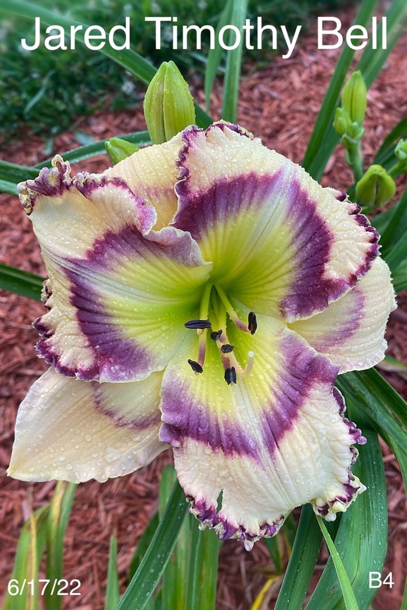 Jared Timothy Bell from Graceful Petals Daylilies