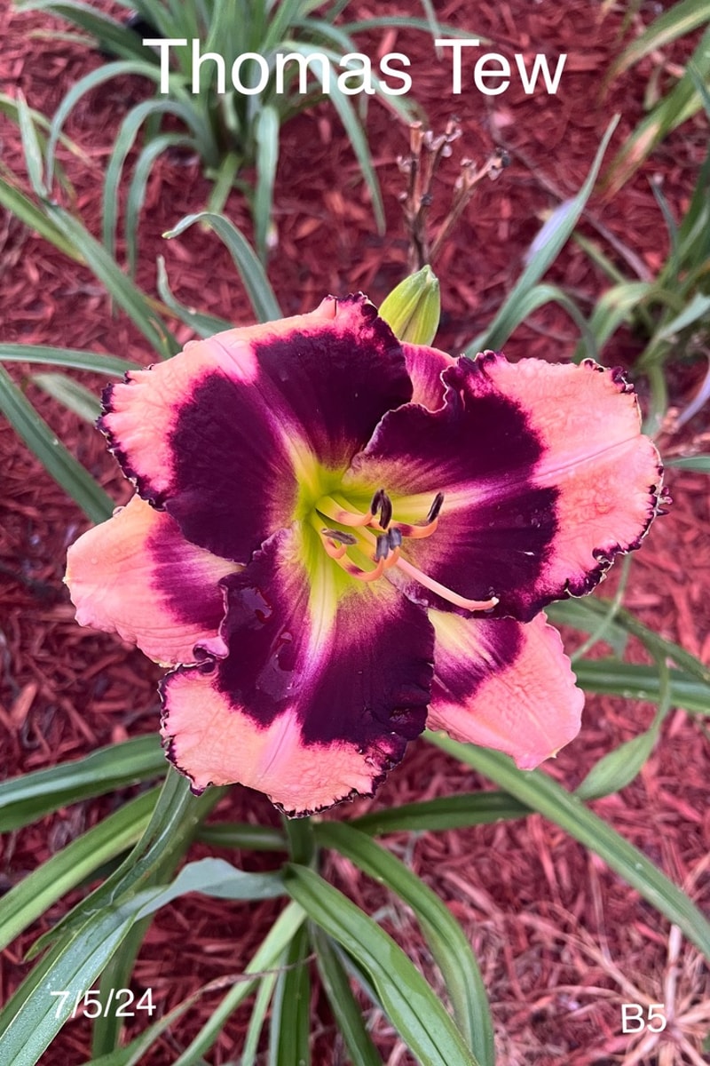 Thomas Tew from Graceful Petals Daylilies
