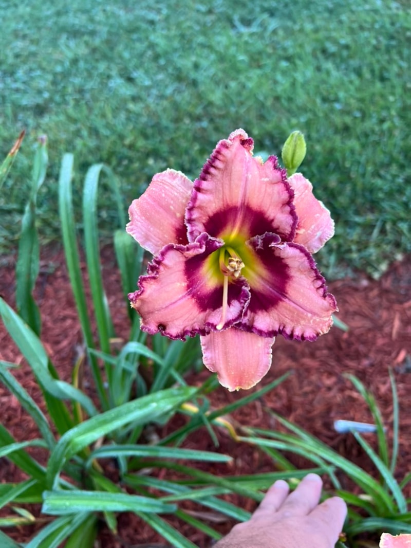 Frilled to Death from Graceful Petals Daylilies