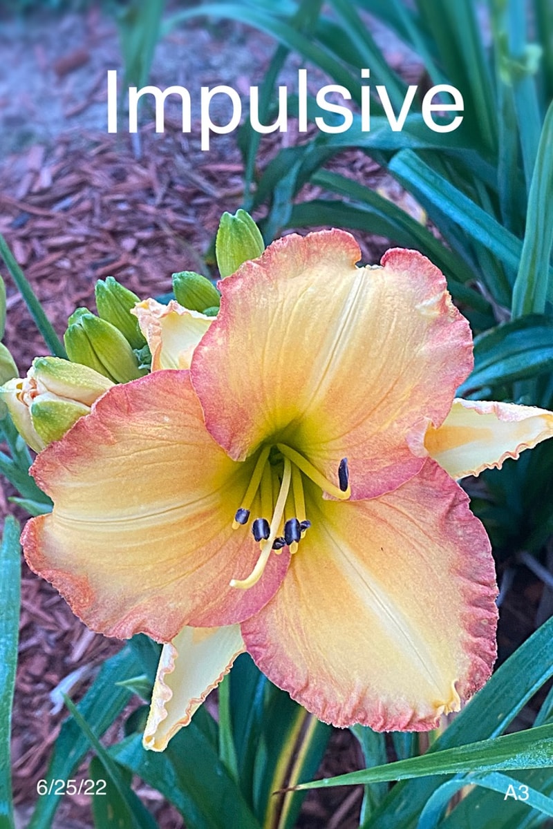 Impulsive from Graceful Petals Daylilies