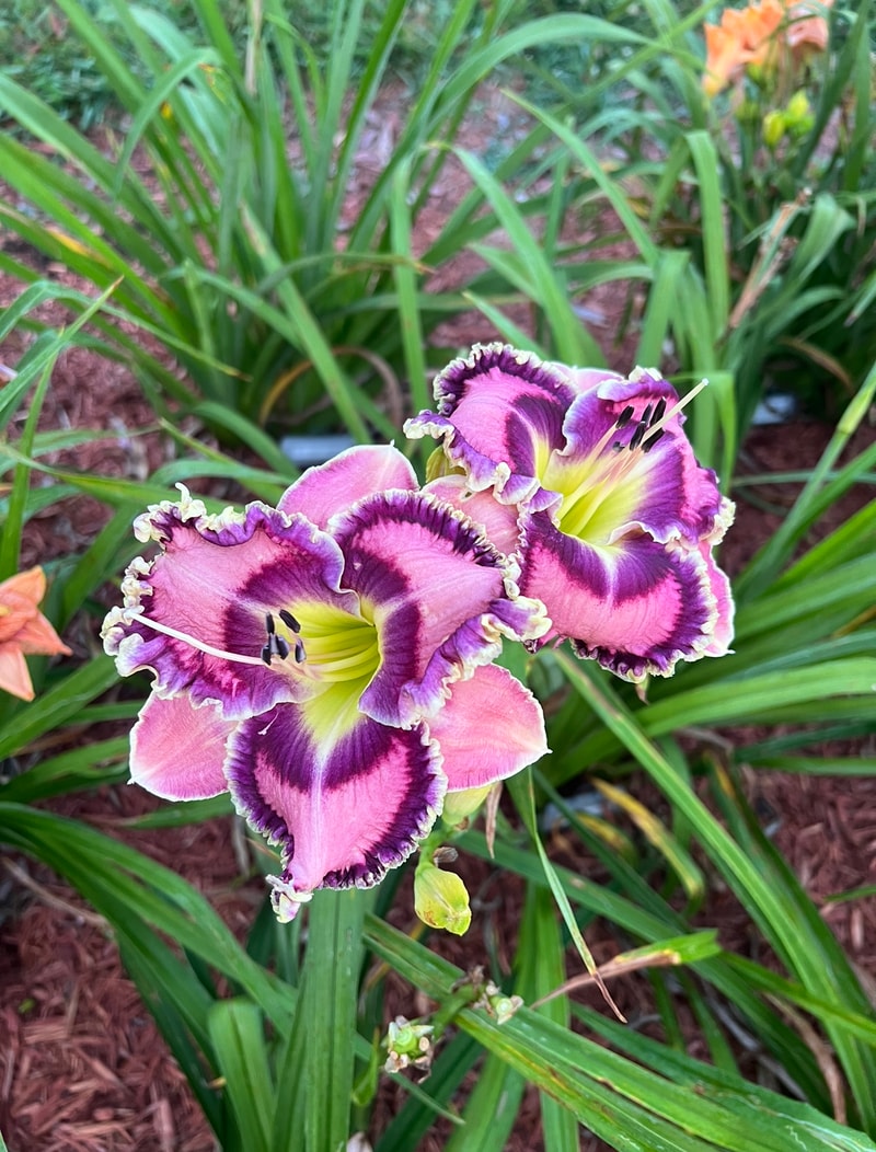 Moving Pictures from Graceful Petals Daylilies