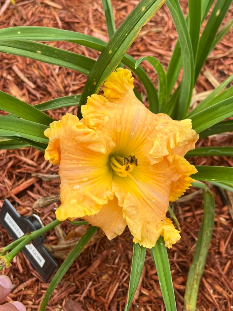 Pirate's Gold Coin from Graceful Petals Daylilies