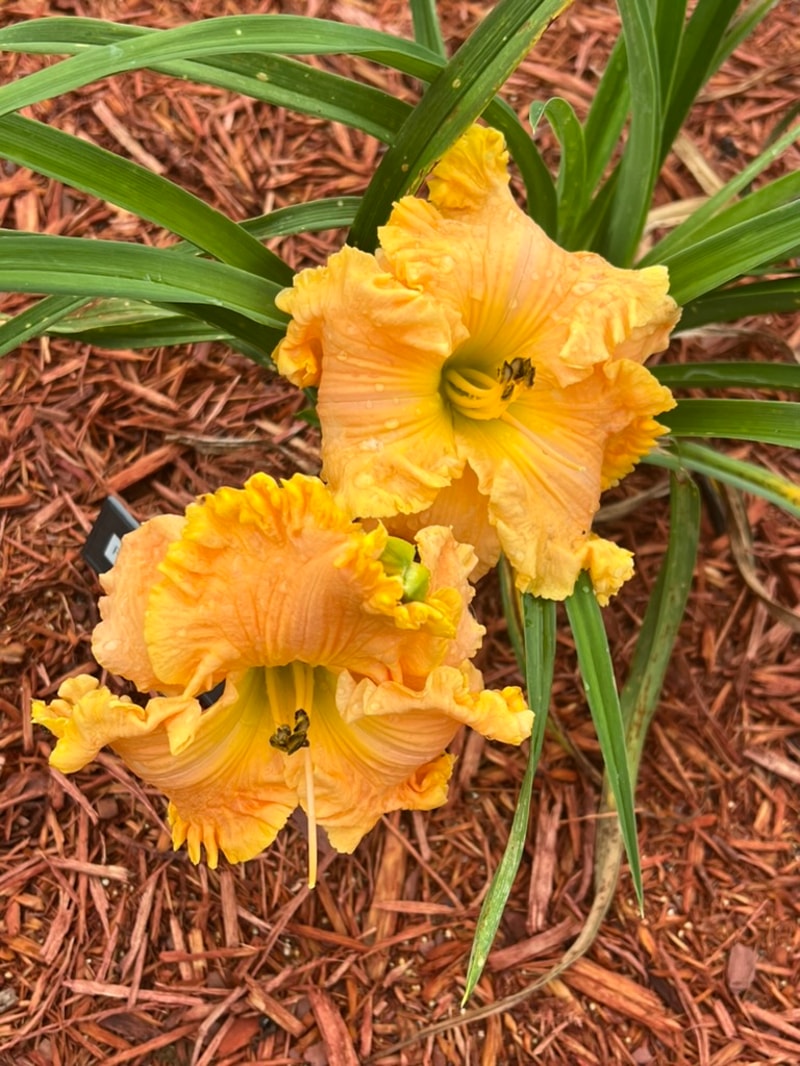 Pirate's Gold Coin from Graceful Petals Daylilies