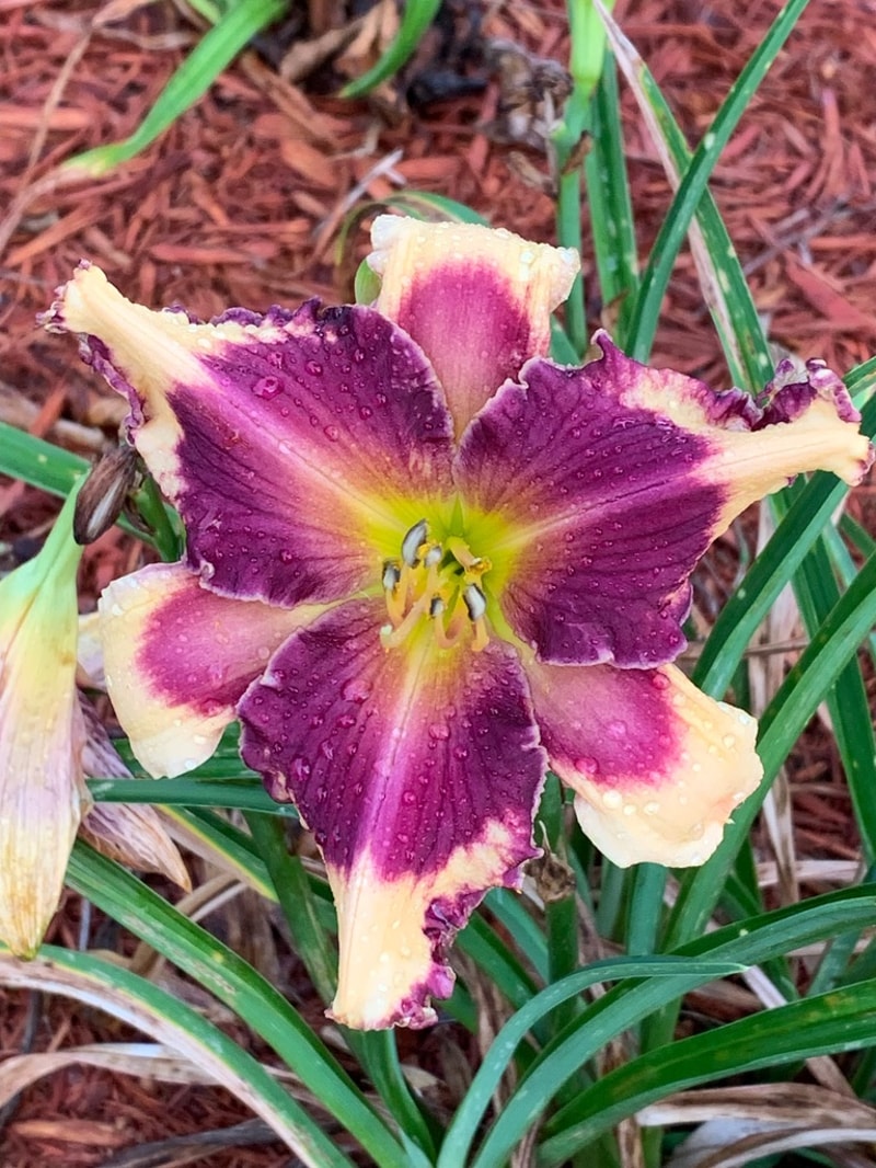 Sabine Baur from Graceful Petals Daylilies