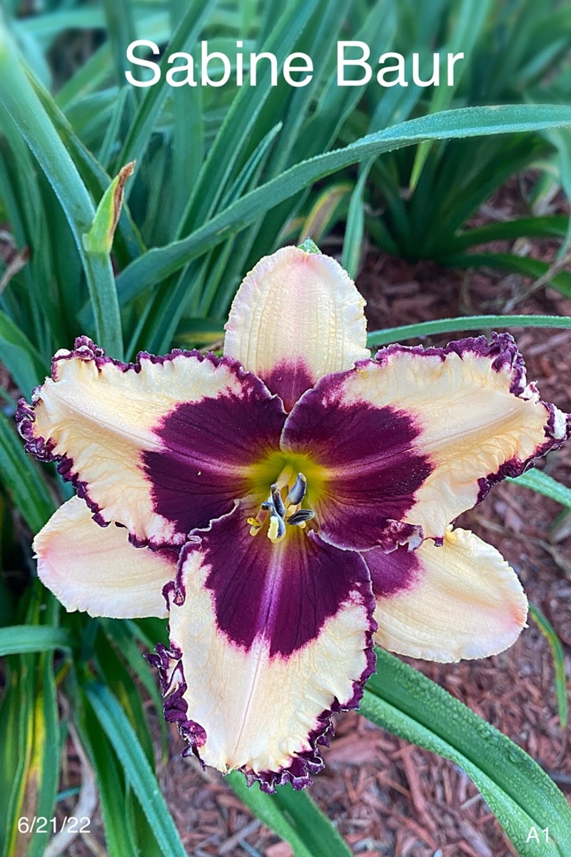 Sabine Baur from Graceful Petals Daylilies