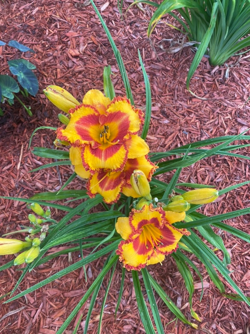 Small World Fire in the Hole from Graceful Petals Daylilies