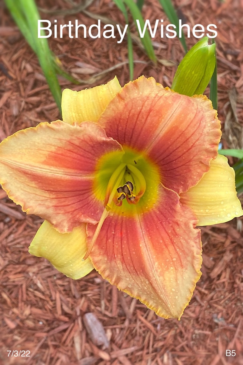 Birthday Wishes  from Graceful Petals Daylilies