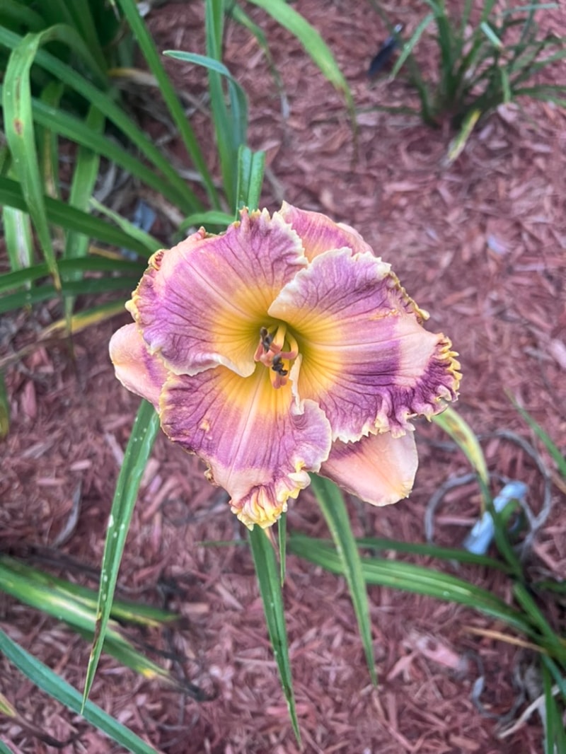 Sapphire Summer from Graceful Petals Daylilies