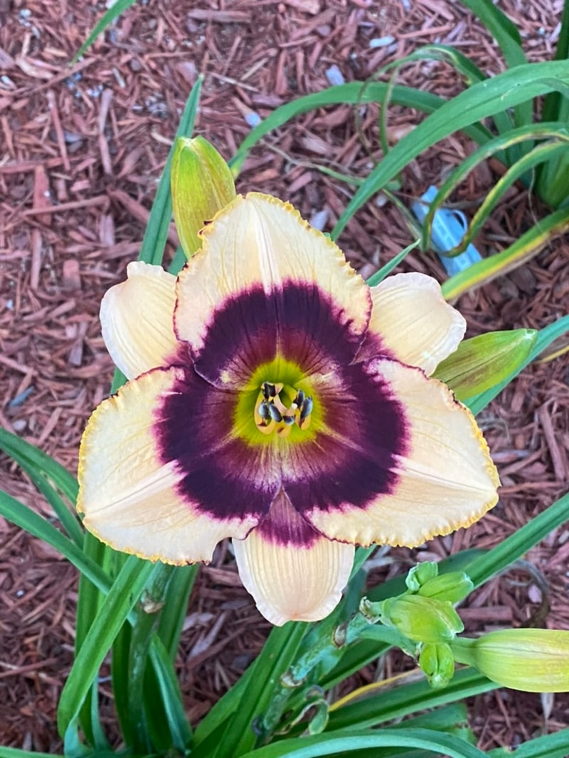 Masked Phantom  from Graceful Petals Daylilies