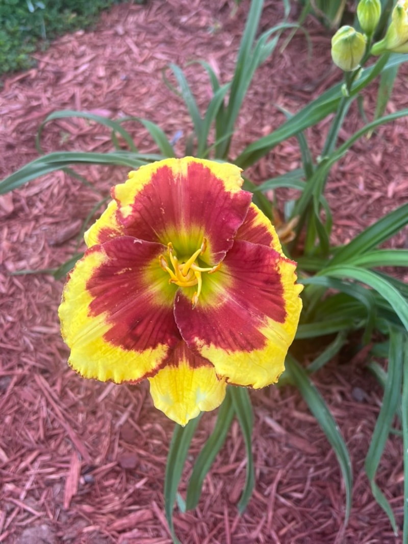 Sir Francis Drake from Graceful Petals Daylilies