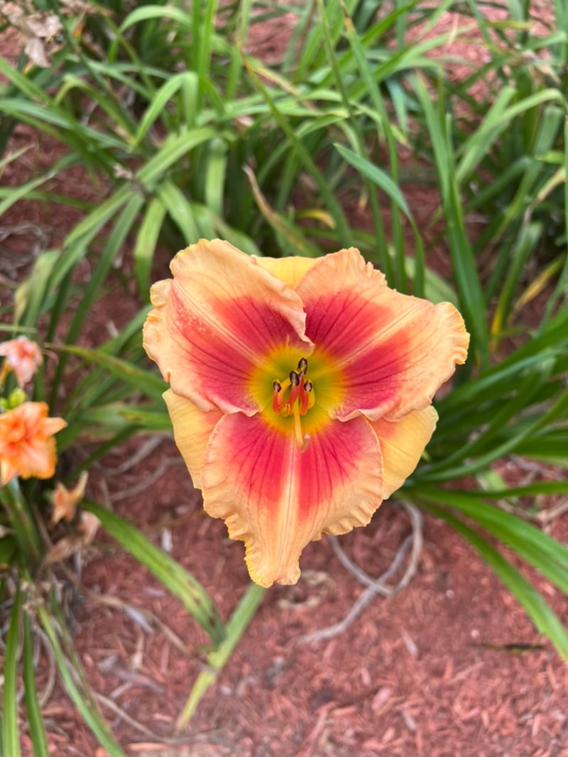 Birthday Wishes  from Graceful Petals Daylilies