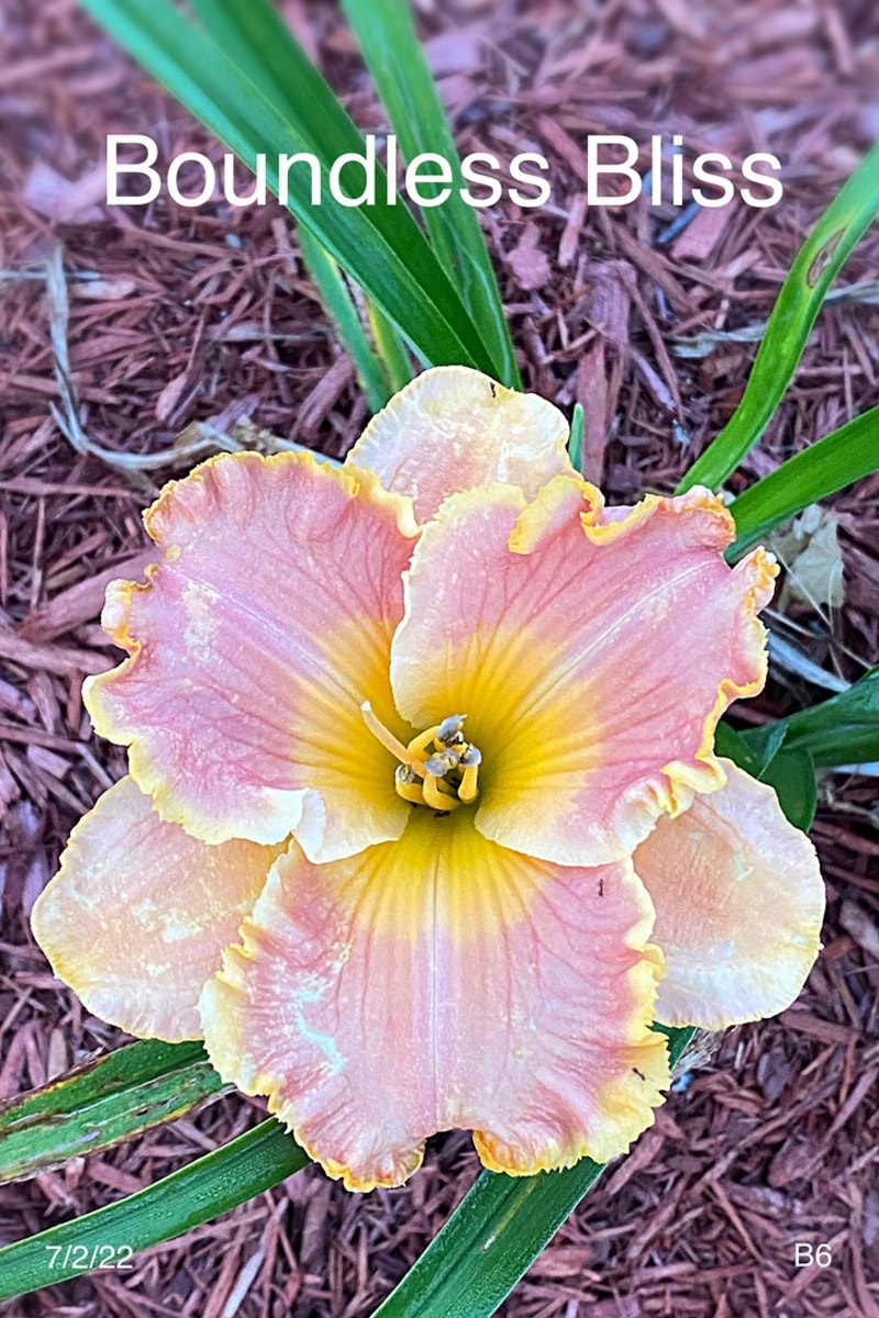 Boundless Bliss from Graceful Petals Daylilies
