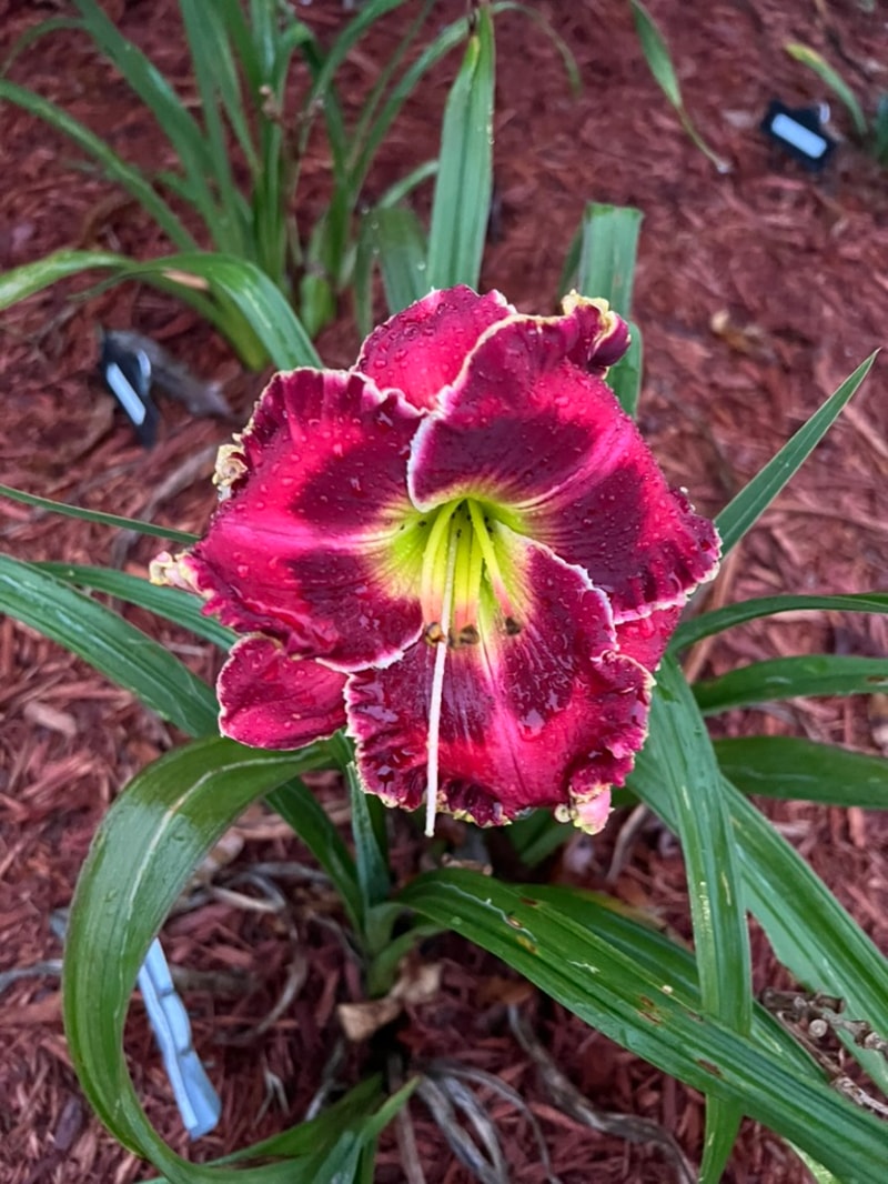 Crimson Dragon  from Graceful Petals Daylilies