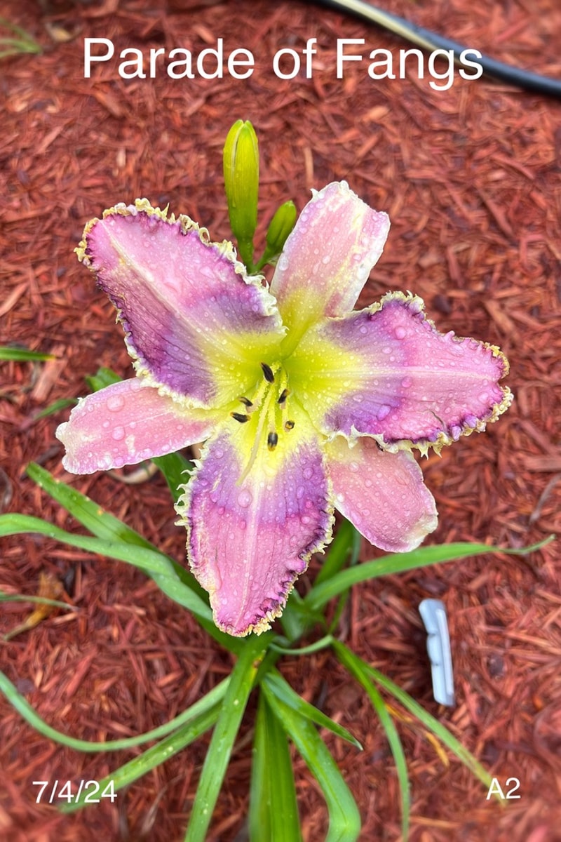 Parade of Fangs from Graceful Petals Daylilies
