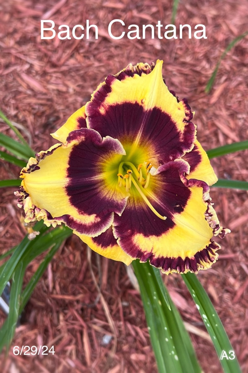 Bach Cantata from Graceful Petals Daylilies