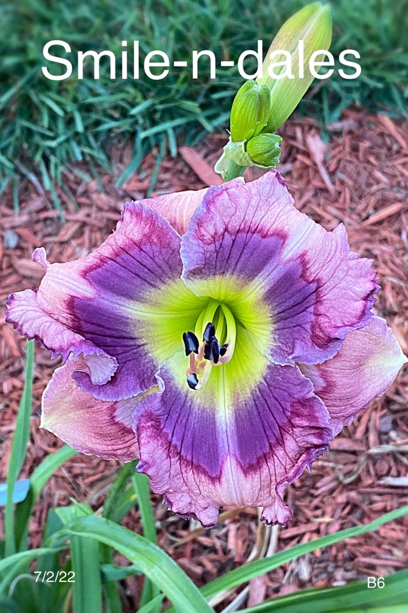 Smile-n-dales from Graceful Petals Daylilies