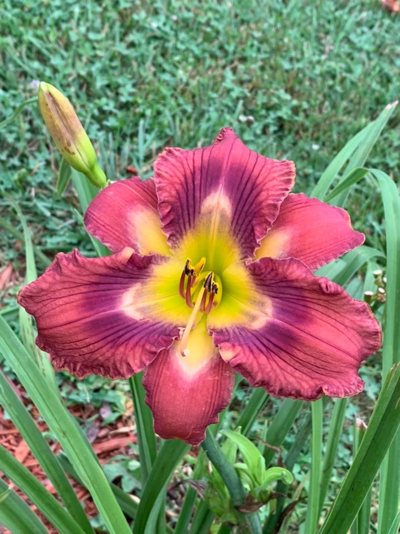 Totem and Taboo from Graceful Petals Daylilies