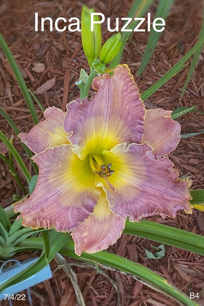 Inca Puzzle from Graceful Petals Daylilies