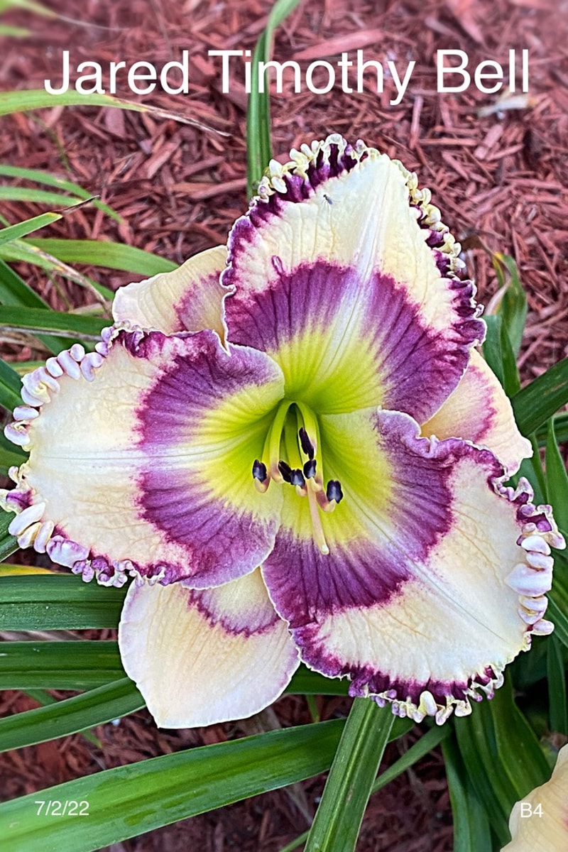 Jared Timothy Bell from Graceful Petals Daylilies
