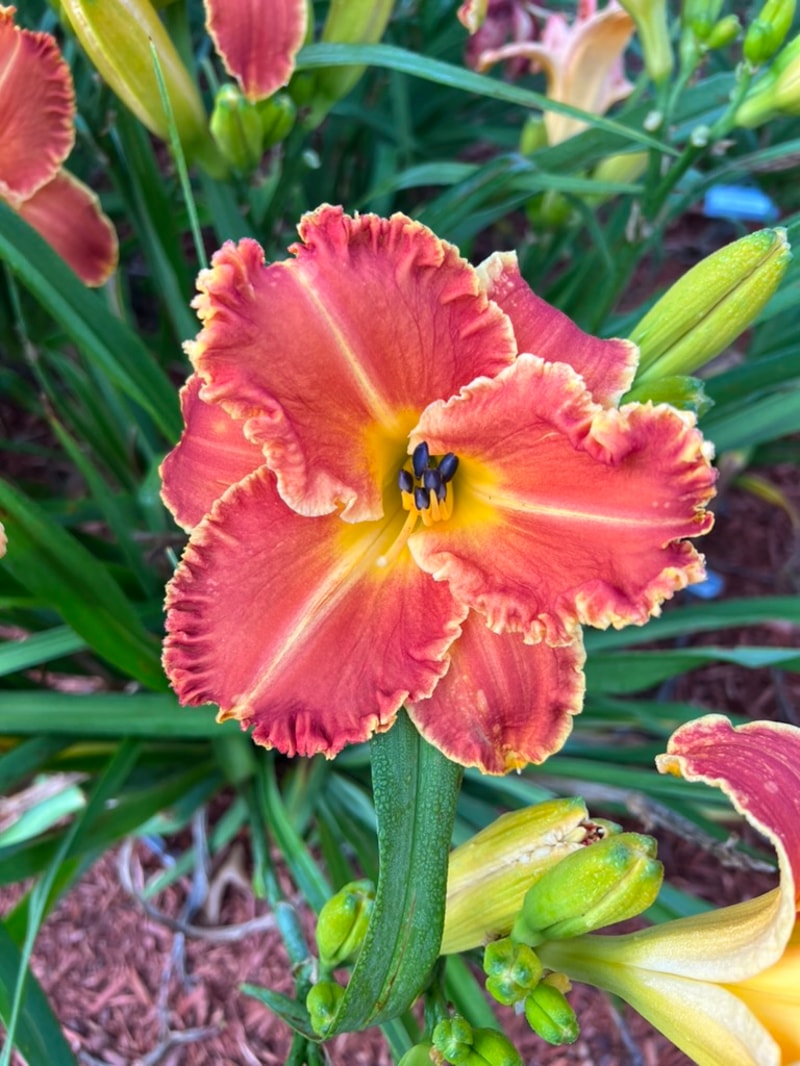 Mexican Sunrise from Graceful Petals Daylilies