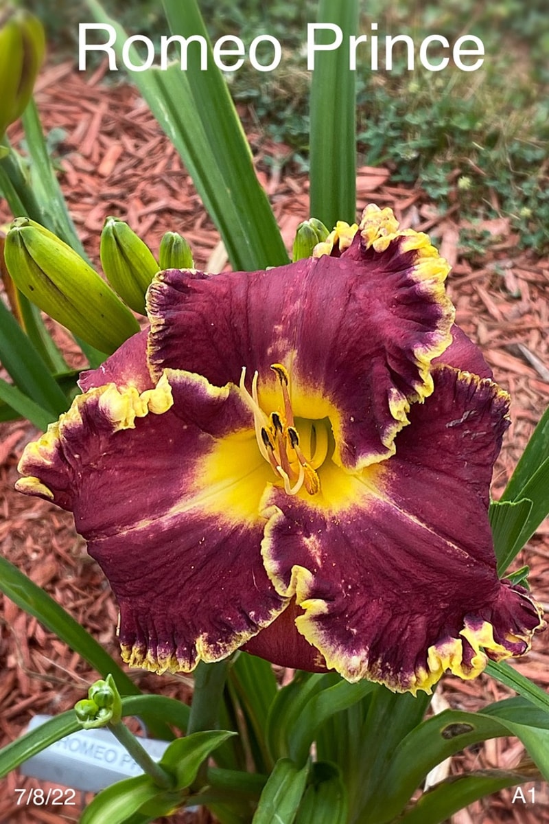 Romeo Prince from Graceful Petals Daylilies