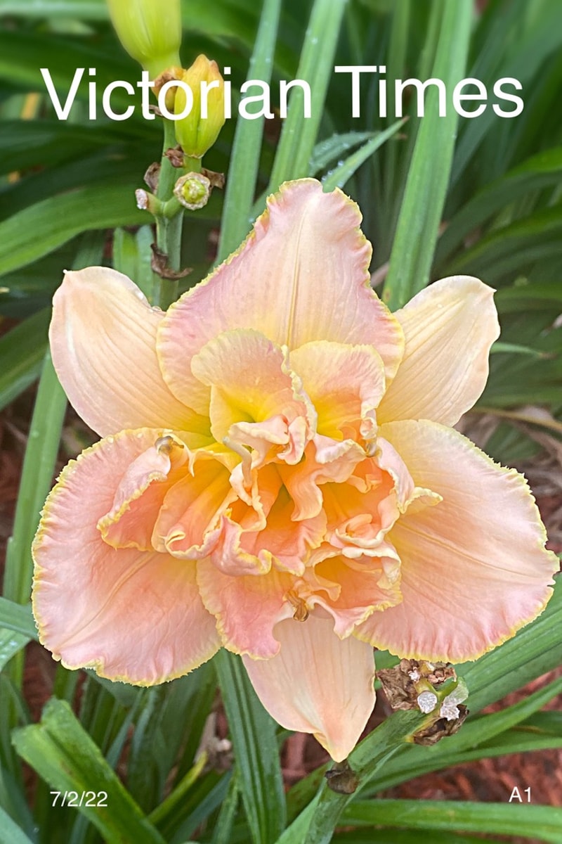 Victorian Times from Graceful Petals Daylilies