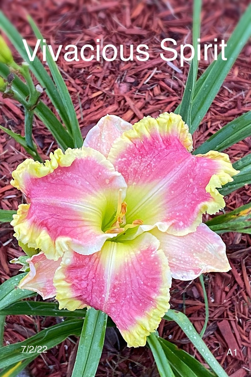 Vivacious Spirit from Graceful Petals Daylilies