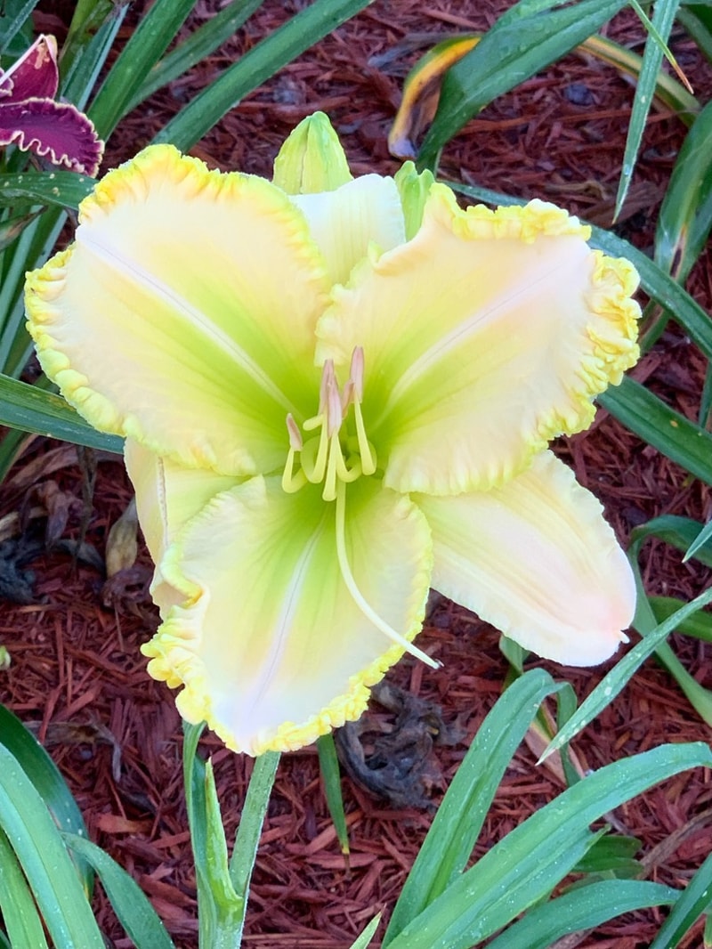 Killer Green Bananas from Graceful Petals Daylilies