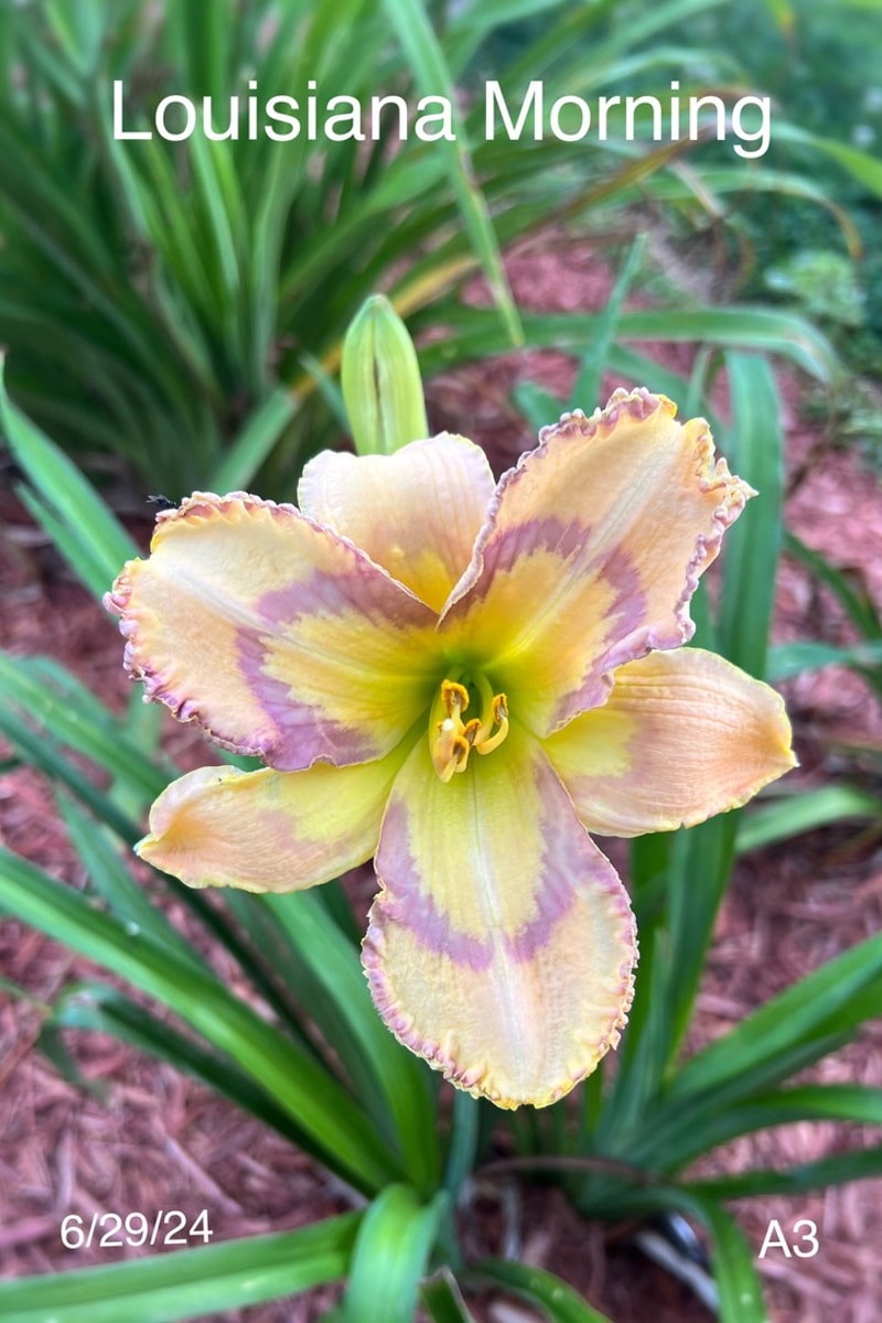Louisiana Morning from Graceful Petals Daylilies