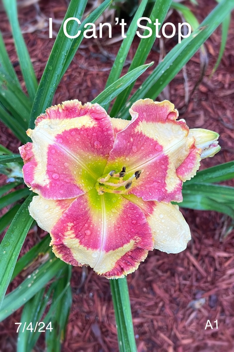 I Can't Stop from Graceful Petals Daylilies