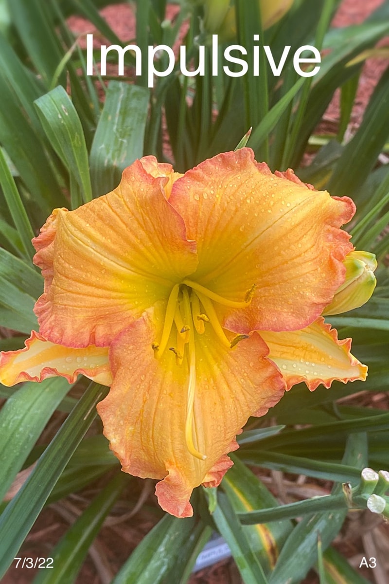 Impulsive from Graceful Petals Daylilies