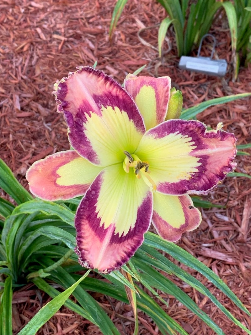 Outermost Applique from Graceful Petals Daylilies