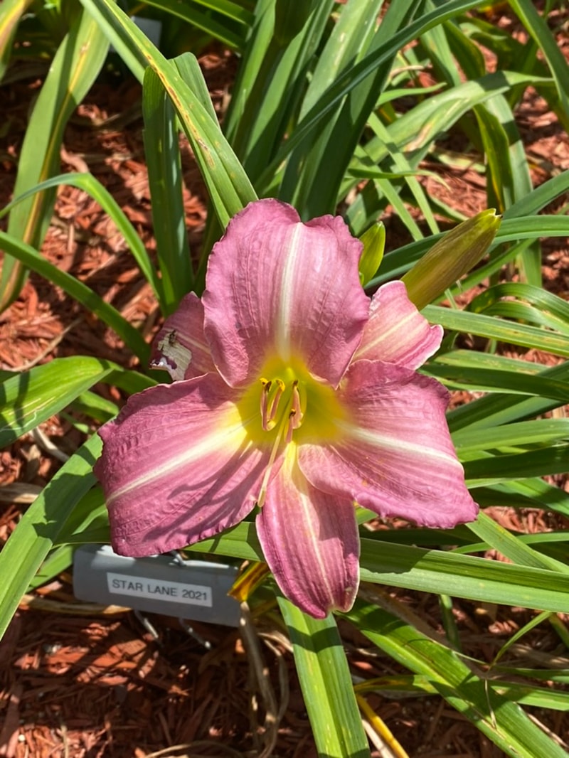 Star Lane  from Graceful Petals Daylilies