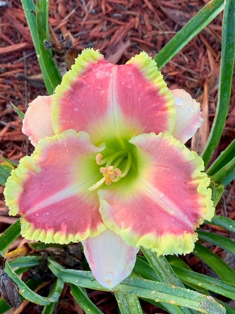 Vivacious Spirit from Graceful Petals Daylilies