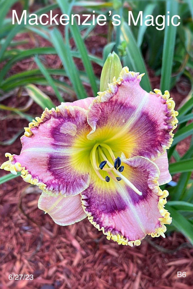 Mackenzie's Magic from Graceful Petals Daylilies