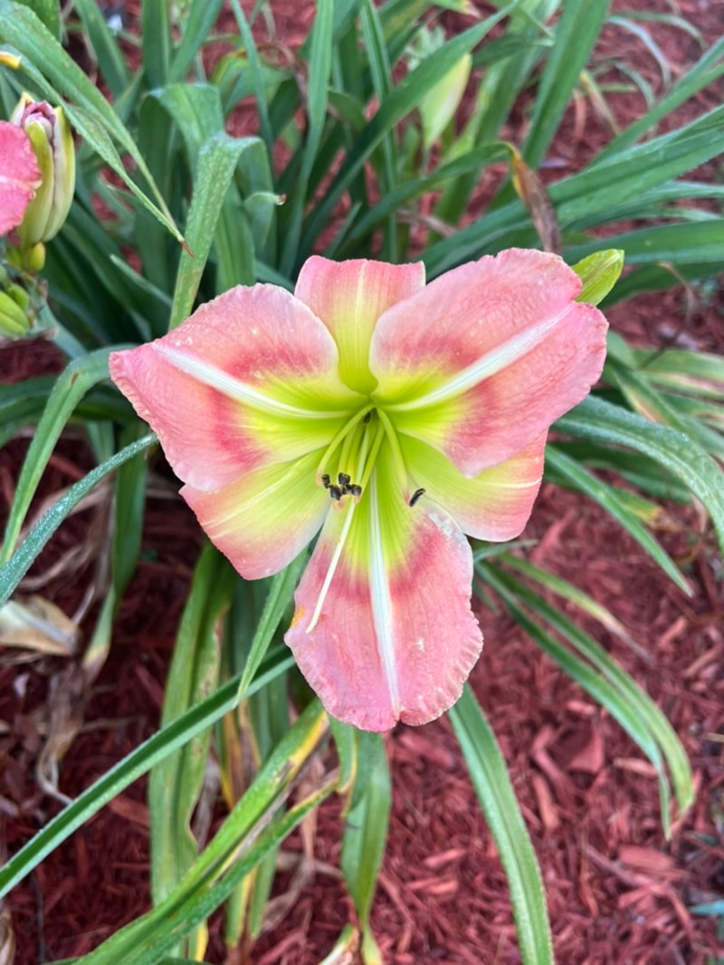 New Series from Graceful Petals Daylilies