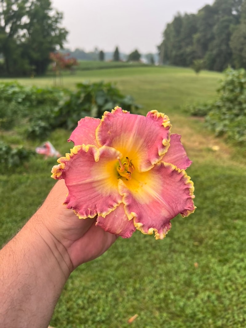 Arabian Veil  from Graceful Petals Daylilies