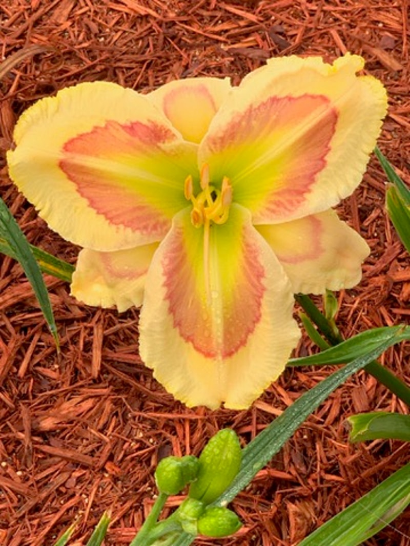 Pleasing Panache from Graceful Petals Daylilies
