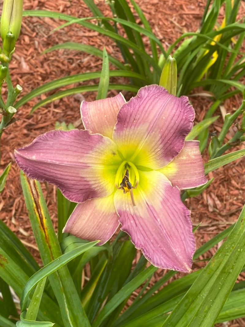 Fixed Income  from Graceful Petals Daylilies