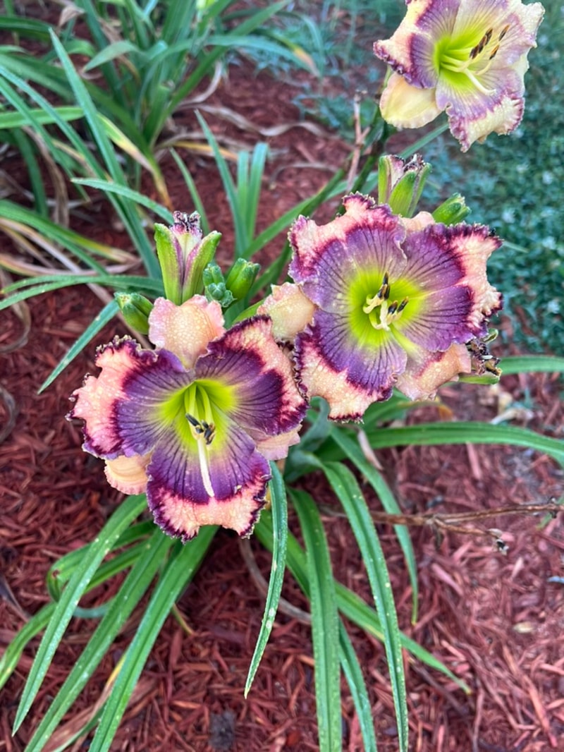 Blue Wrangler from Graceful Petals Daylilies
