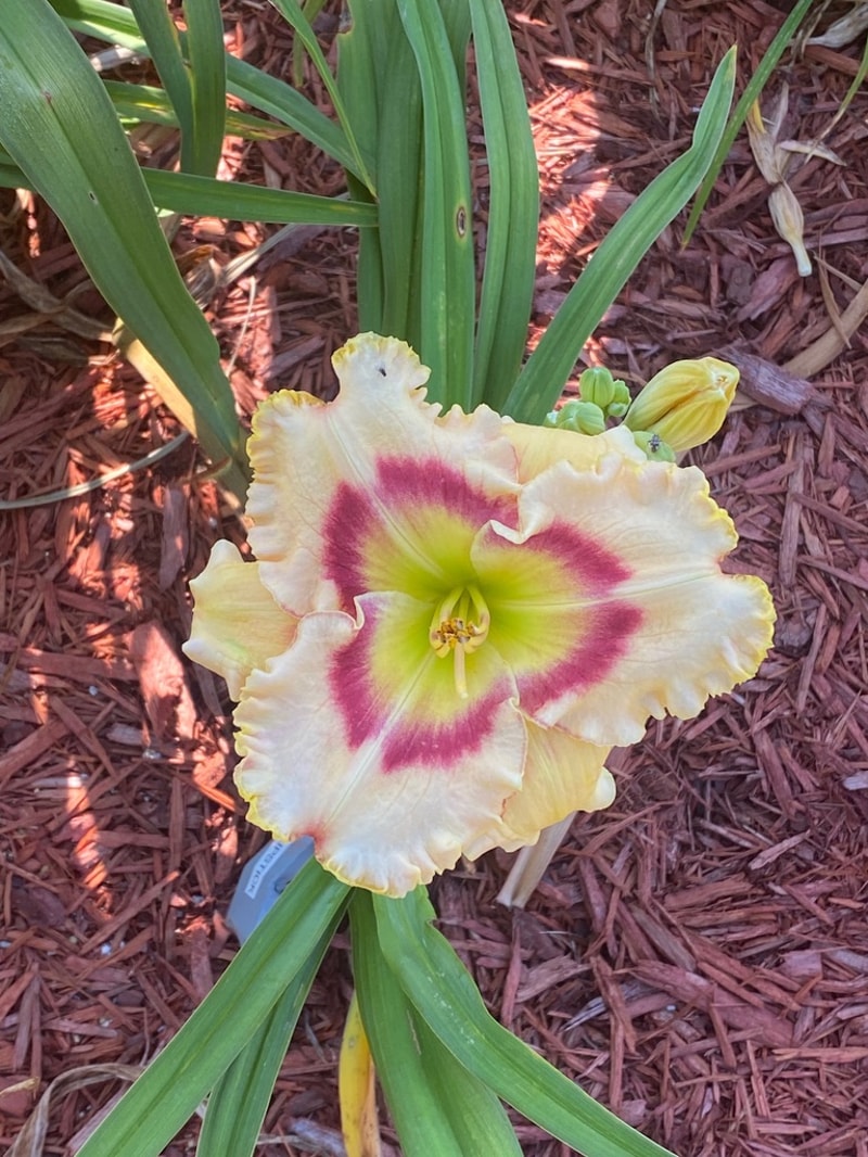 Ruby Lipstick  from Graceful Petals Daylilies
