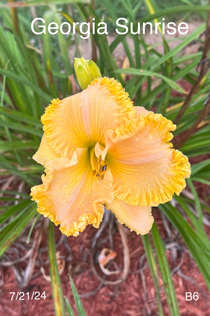 Georgia Sunrise from Graceful Petals Daylilies