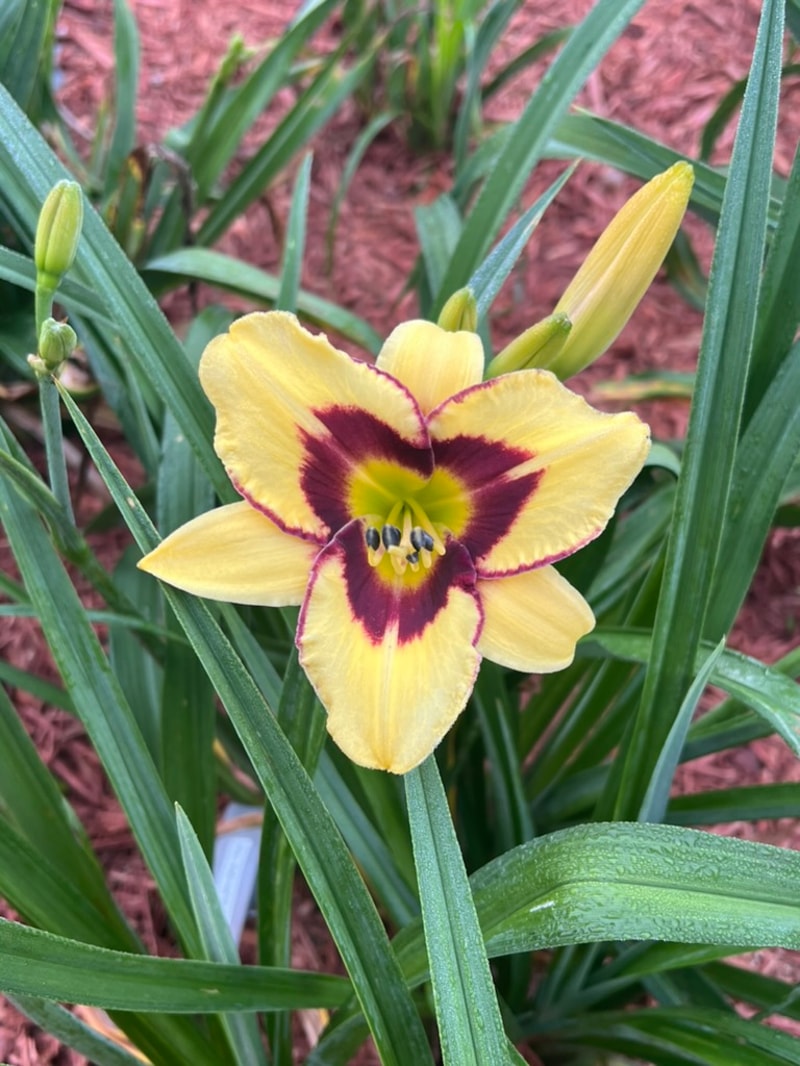 El Desperado from Graceful Petals Daylilies