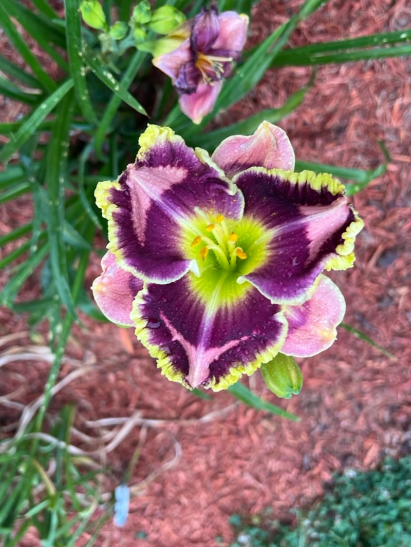 Dueling Colors from Graceful Petals Daylilies