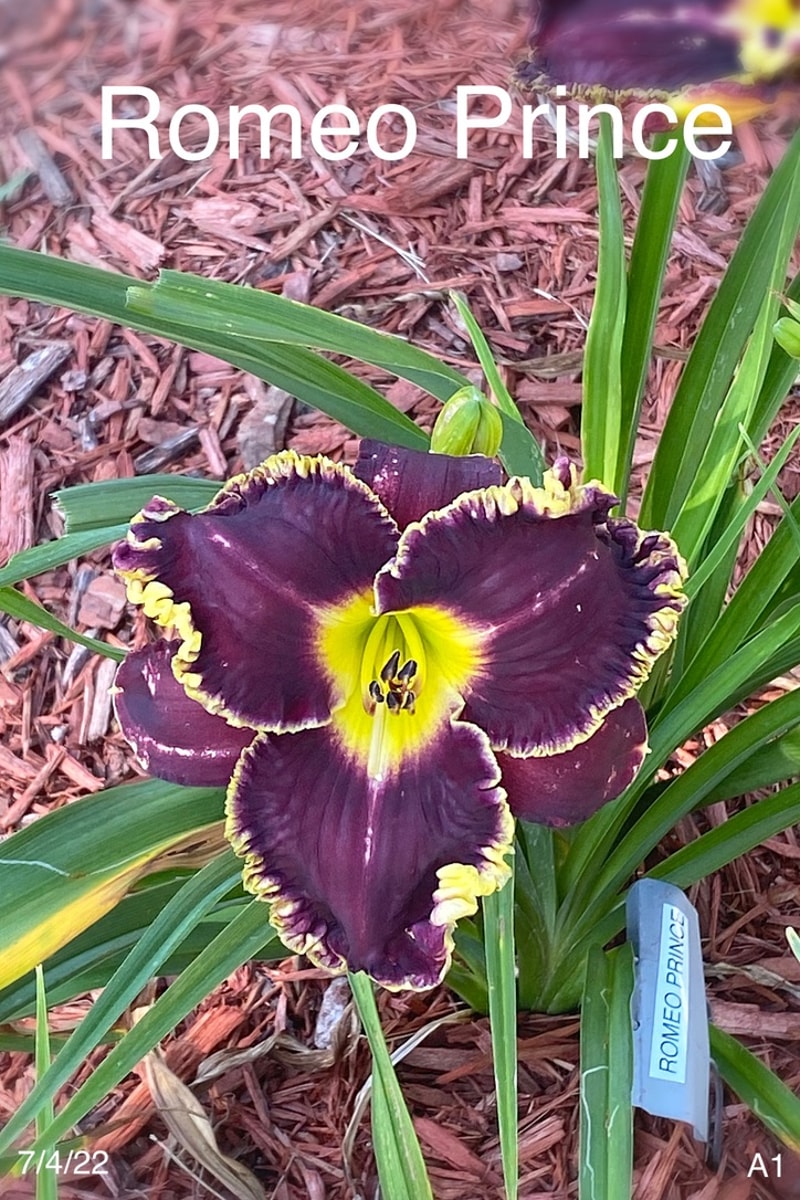 Romeo Prince from Graceful Petals Daylilies