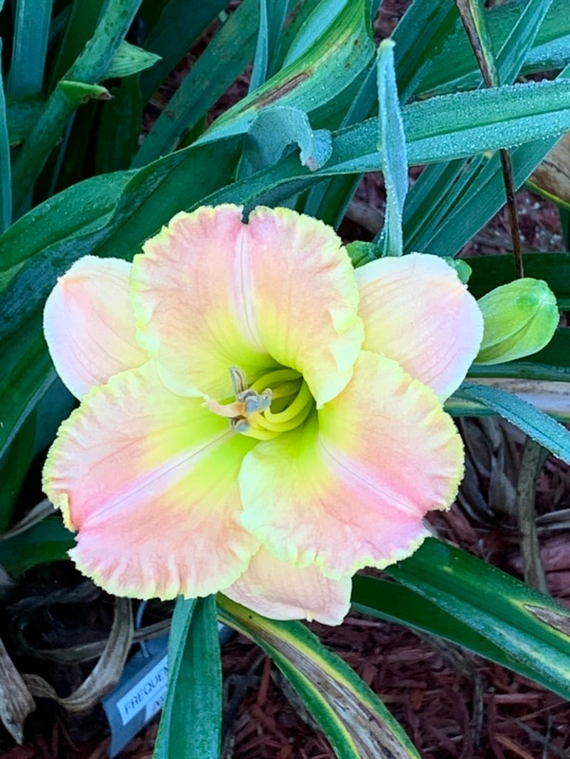 Frequent Comment from Graceful Petals Daylilies