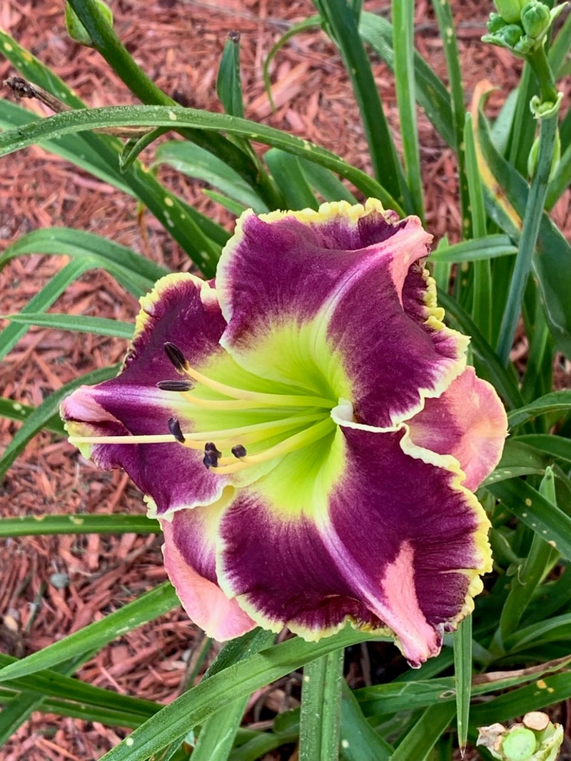Dueling Colors from Graceful Petals Daylilies