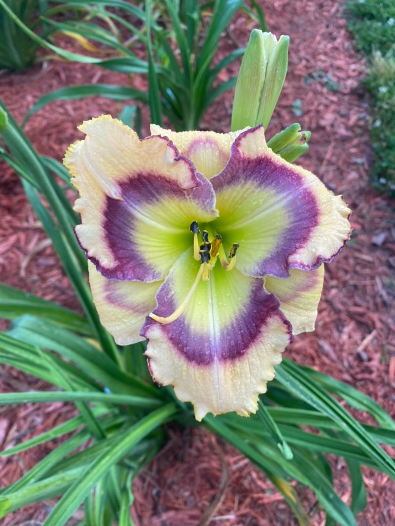 Butterfly Shores from Graceful Petals Daylilies