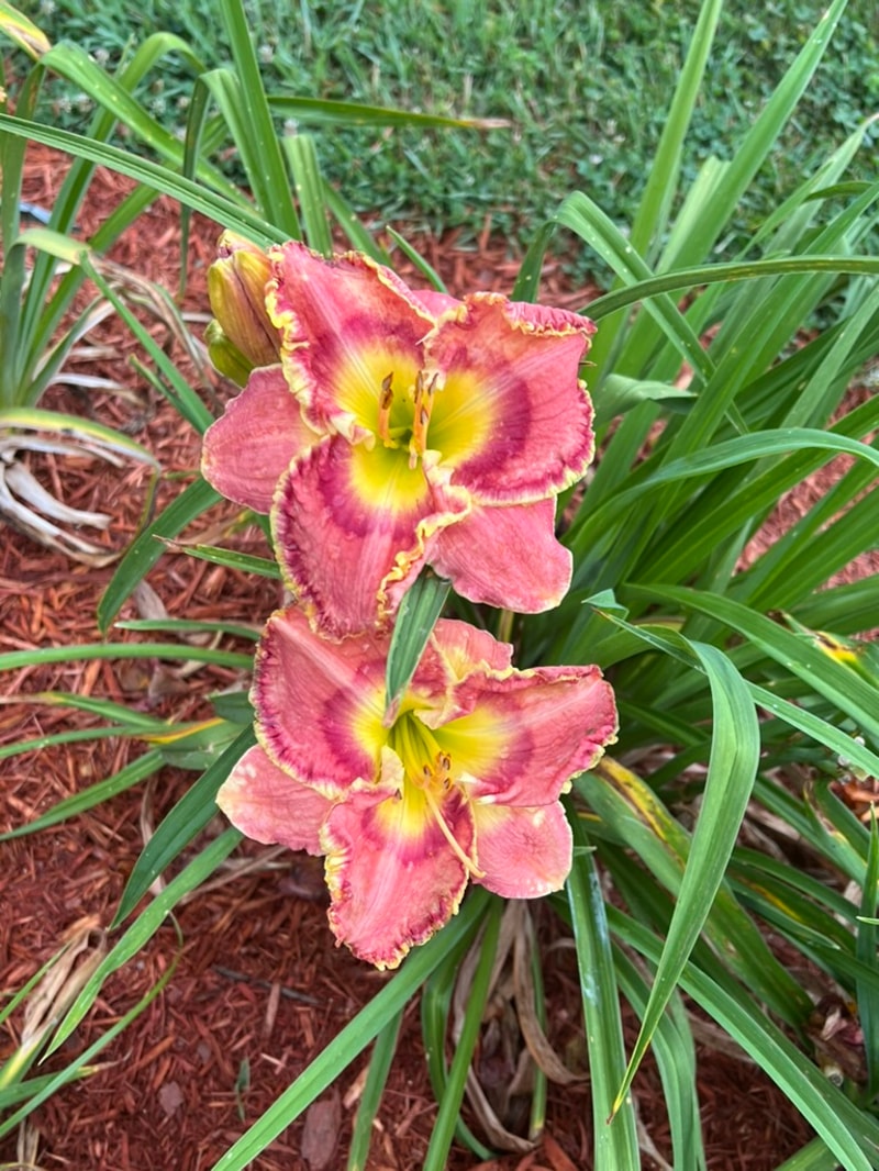 Crown of Roses  from Graceful Petals Daylilies